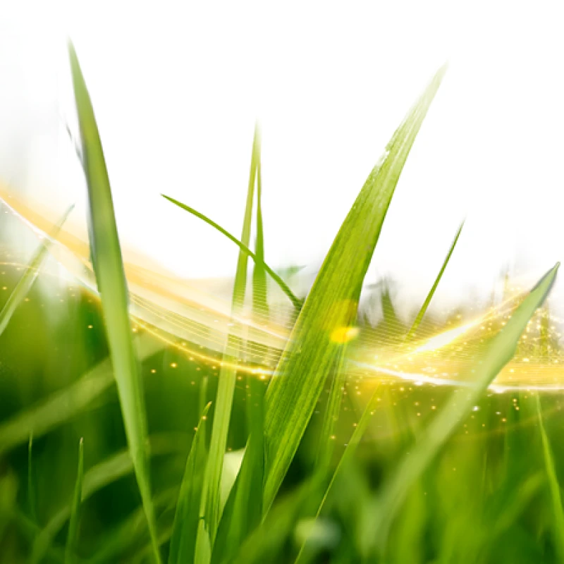 bg_footer_grass_dt.webp