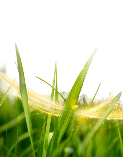 bg_footer_novas_grass_dt.webp