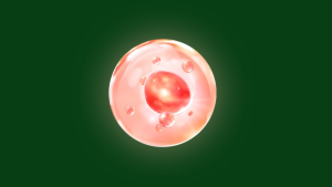 Lactoferrin