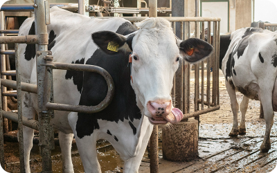牛牛的身體語言，奶農都看得懂！