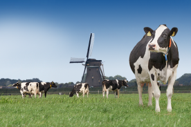 荷蘭農場：優質牛奶之源