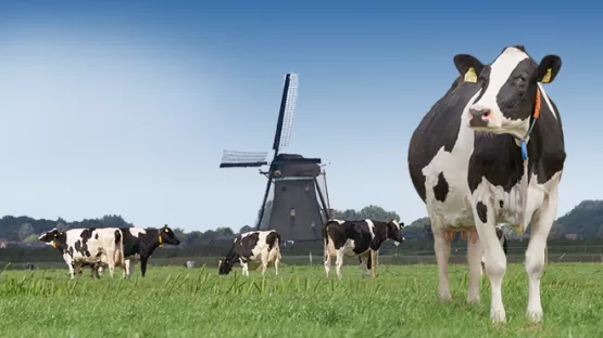 荷蘭農場：優質牛奶之源