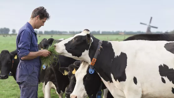 荷蘭自家農場 細說由一根草至一杯奶